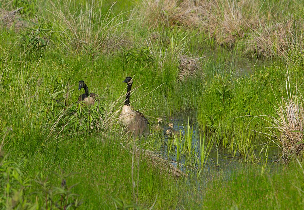 Geese at the Nature Preserve
