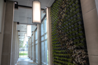 Green Wall in the new Admissions Center.