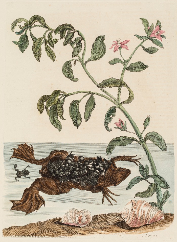 Image of Female Toad and Young with Watercress PL. 59