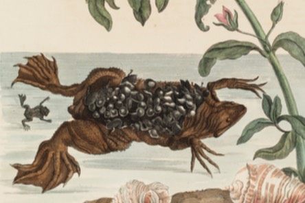 image of female toad and young with watercress