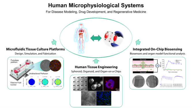 Human  Microphysiological Systems are used for disease modeling, drug development, and regenerative medicine. We will be working will the design, simulation, and fabrication of microfluidic tissue culture platforms. We will also be researching various methods to engineer human tissue in the form of spheroid, organoid, and organ-on-a-chip technology. We will also be researching on-chip biosensors.