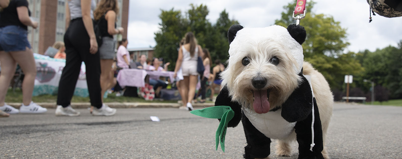 Dog Parade Campus Activities Binghamton University
