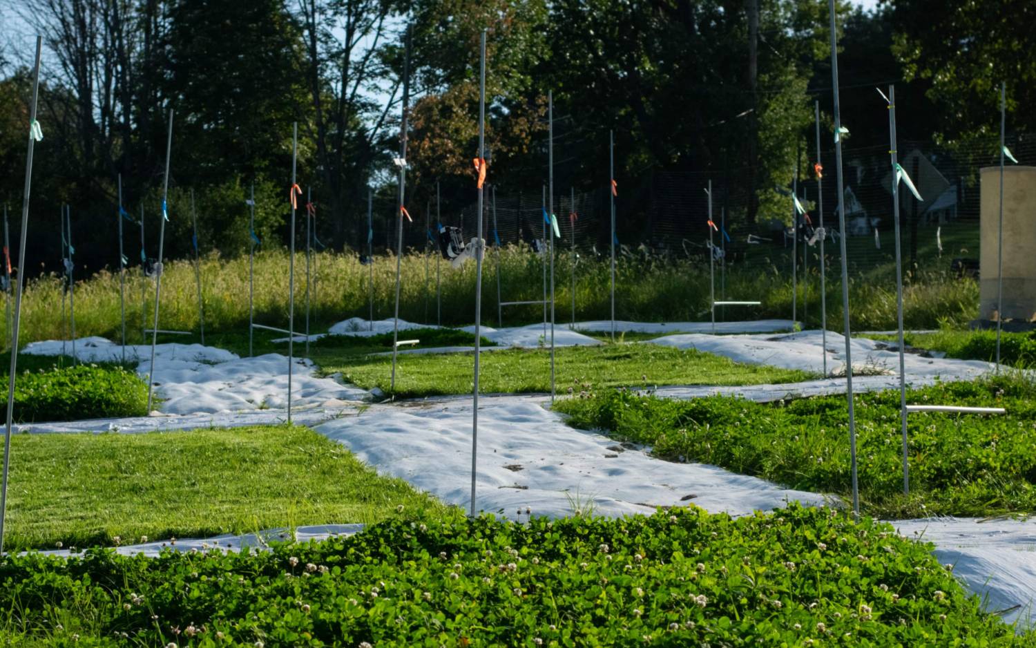 The PLEDGE research site, with various experimental lawn treatments in view.