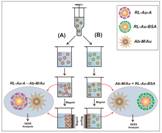 Image and Scheme showing magnetic and gold nanoparticles for separation and detection of DNAs and proteins