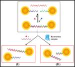 Image and Scheme showing magnetic and gold nanoparticles for separation and detection of DNAs and proteins
