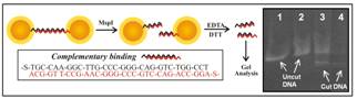 Image and Scheme showing magnetic and gold nanoparticles for separation and detection of DNAs and proteins