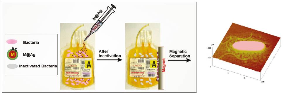 Photo, Image and Scheme showing bacterial inactivation using silver-coated magnetic nanoparticles