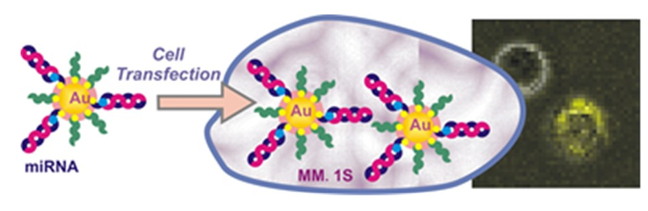 Image and Scheme showing microRNA-Gold nanoparticles and cell transfection