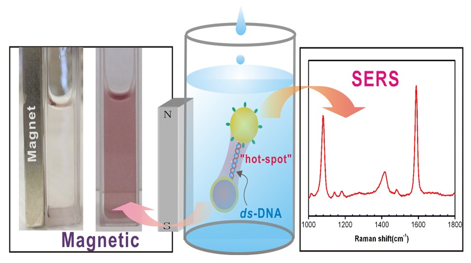 Photo and Scheme SERS detection of DNAs and biomolecules using magnetic and gold nanoparticles)
