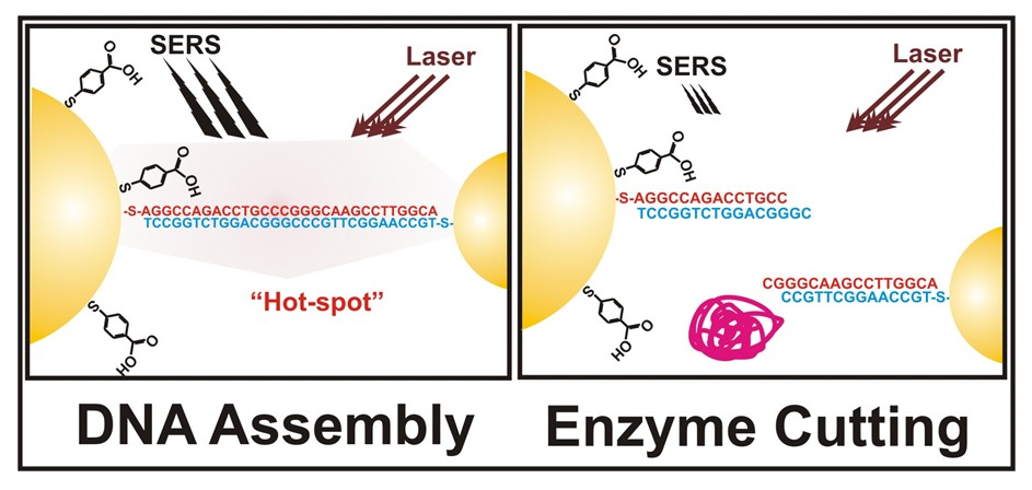 Photo and Scheme SERS detection of DNAs and biomolecules using magnetic and gold nanoparticles)
