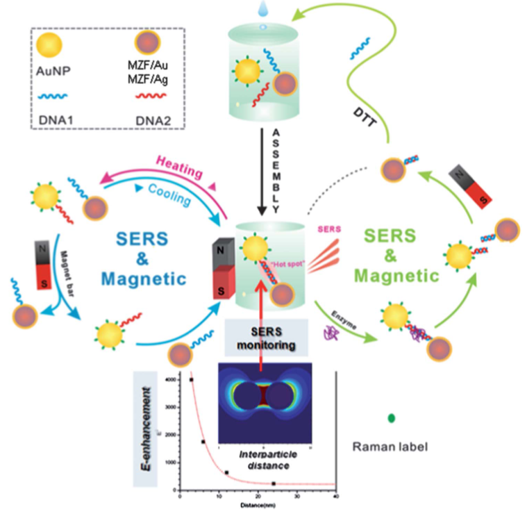 Photo and Scheme SERS detection of DNAs and biomolecules using magnetic and gold nanoparticles)
