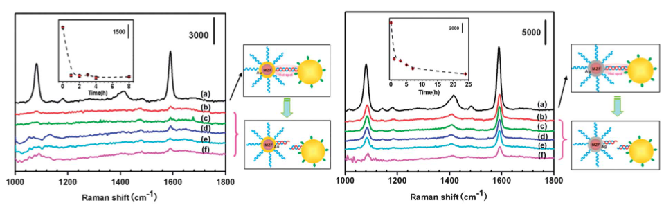 Photo and Scheme SERS detection of DNAs and biomolecules using magnetic and gold nanoparticles)