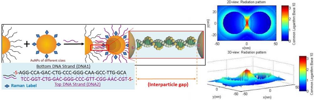 Scheme showing calculated SERS signal amplification for DNA-linked nanoparticle assembly