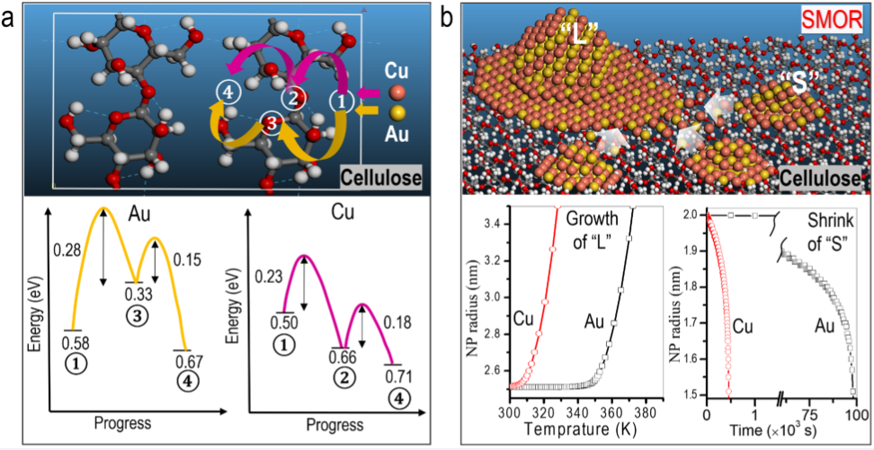 Image and Scheme showing surface-mediated interconnections of nanoparticles in cellulosic fibrous Materials