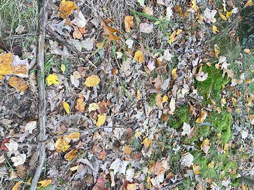 Leaves falling + wind + bluejay