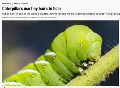 caterpiller with hair for ears