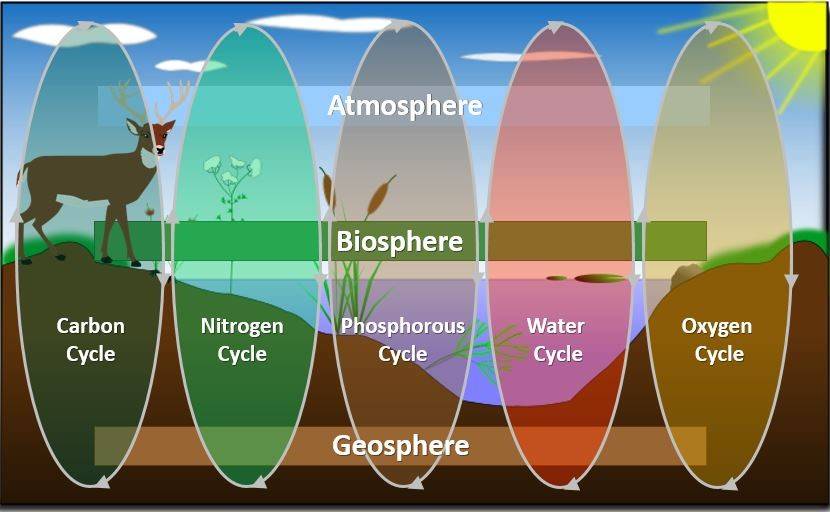 This image depicts the nutrient and elemental cycling through both the living and non-living parts (or spheres) of the environment (atmosphere, biosphere, and geosphere). It shows the carbon, nitrogen, phosphorous, water, and oxygen cycles.