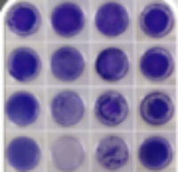biofilm phenotype