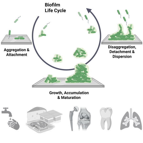 The image depicts the process of biofilm formation and its relevance to various human medical contexts. In the upper section, a circular diagram shows bacteria settling onto a surface, multiplying to form clusters, and maturing into a biofilm. Arrows indicate the cycle of dispersal, where bacteria leave the biofilm to colonize new surfaces. In the lower section, five grayscale icons represent example areas of impact for biofilms in healthcare: water systems, food and food processing, medical implants and devices, oral and dental health, and body tissues like lungs. This visual illustrates how biofilms grow and are linked to infections on medical devices and tissues in the human body.