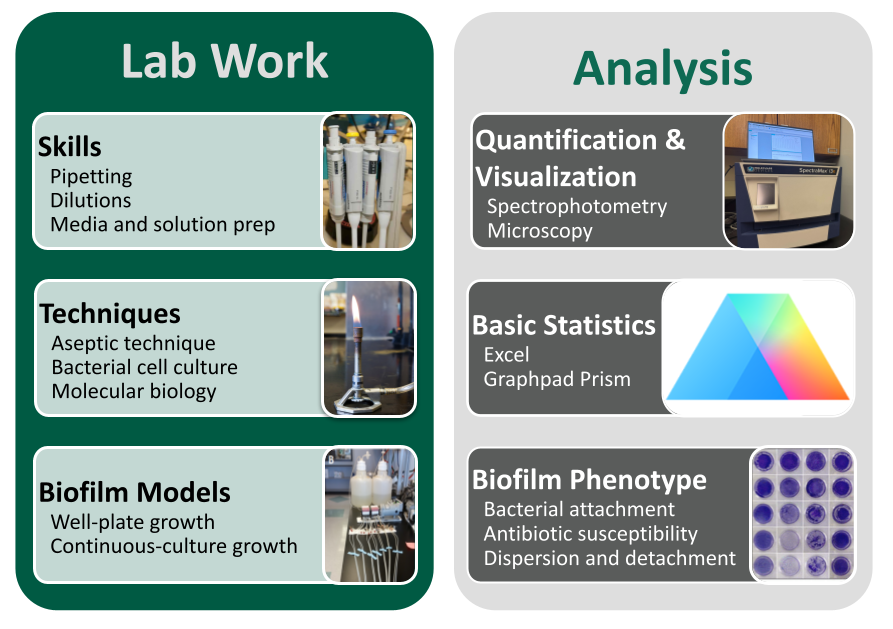 Green and gray infographic outlining laboratory skills and analysis techniques, with sections for wet lab skills, lab techniques, biofilm growth models, quantification and visualization techniques, statistical programs, and commonly assayed biofilm phenotypes, accompanied by corresponding laboratory images.