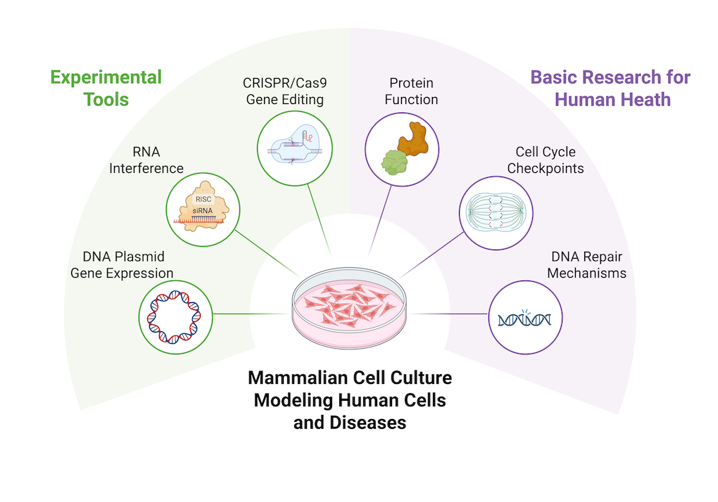 A schematic illustrating how genetic tools can be used to alter mammalian cancer cells to use as a model for human diseases. CRISPR/Cas9, RNA Interference, and DNA Plasmid Gene Expression can be used to investigate protein function, cell cycle checkpoints, and DNA repair mechanisms in cell culture. 
