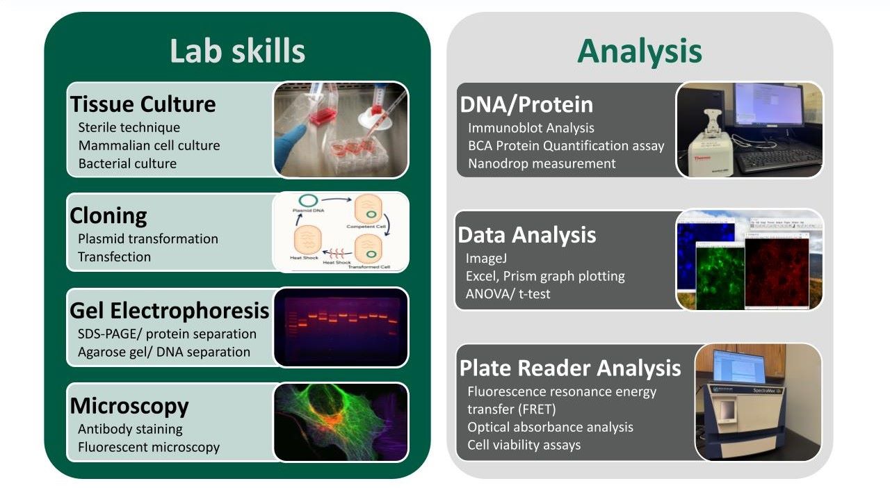 Tables with pictures illustrating the skills learned in the Biomedical Chemistry stream. These skills include: Tissue Culture, Cloning, Gel Electrophoresis, Microscopy, DNA/Protein Analysis, Data Analysis, and Plate Reader Analysis.