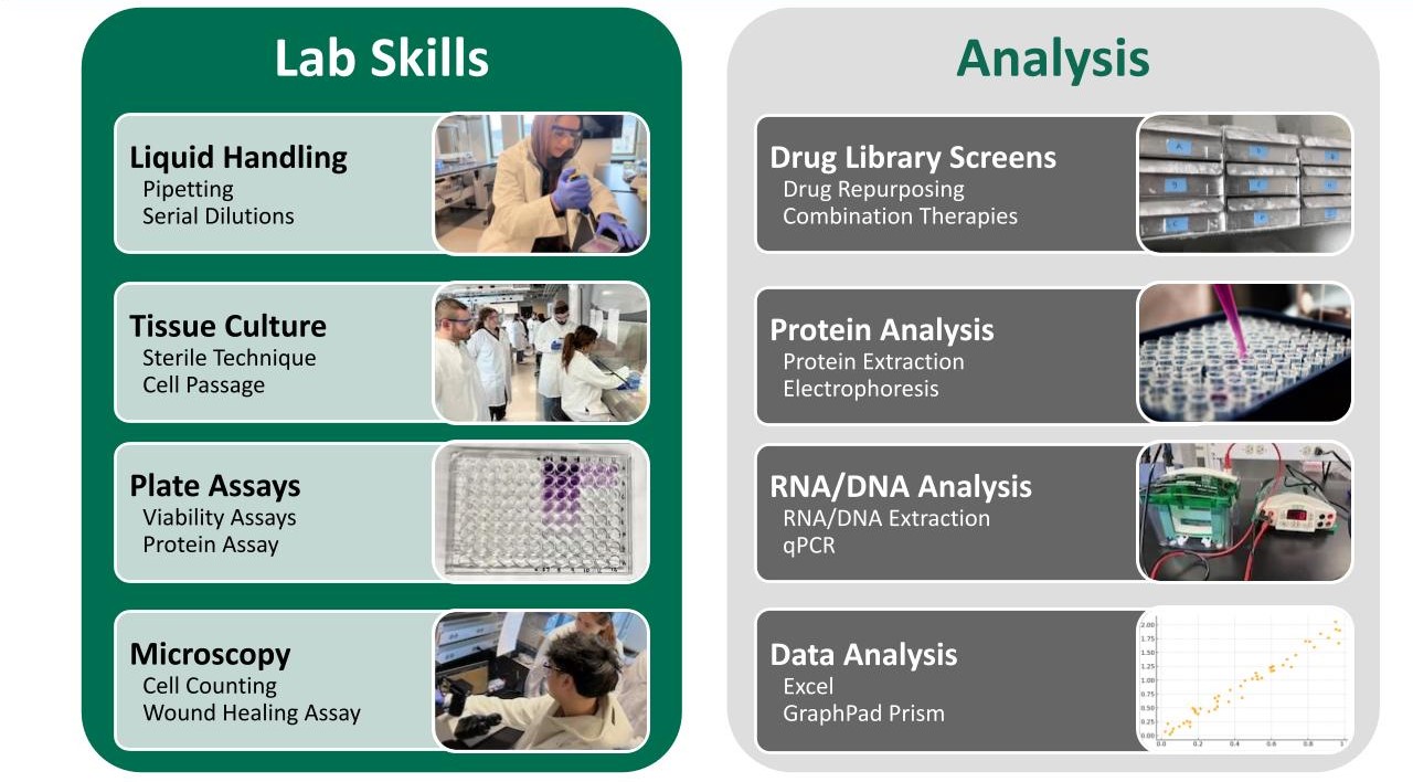 Green and gray infographic outlining laboratory skills and analysis techniques, with sections for liquid handling, tissue culture, plate assays, microscopy, drug library screens, protein analysis, RNA/DNA analysis, and data analysis, accompanied by corresponding laboratory images and a data graph.
