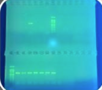dna rna extract