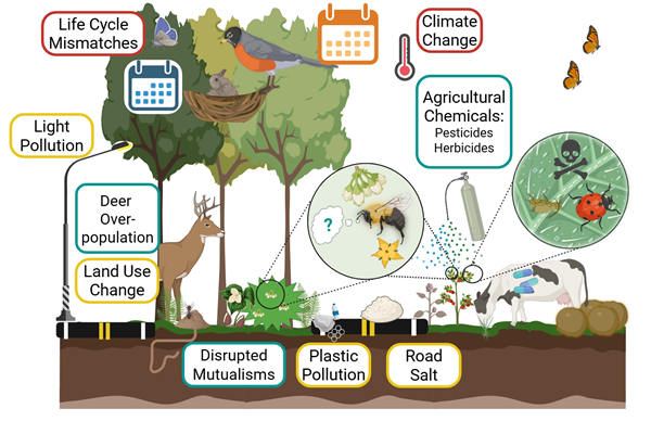 A diagram showing a forest ecosystem and a farming area bordered by roads & highlighting ways that organisms are affected by changes like climate change, pollution, and land use change. Climate change shifts the reproduction and growth of butterflies and birds and negatively affects crops and livestocks. Agricultural chemicals kill beneficial insects and disrupt bee pollination of crops and wild plants. There is also plastic, road salt, and light pollution near  the roads. Deer over-population and land use change disrupt the spread of wildflower seeds by ants.