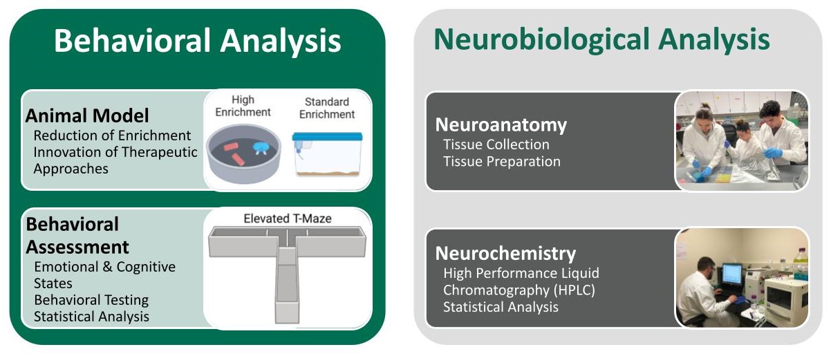 Two-panel infographic comparing Behavioral Analysis and Neurobiological Analysis. The left green panel, titled “Behavioral Analysis,” describes an animal model focused on reduction of enrichment and innovation of therapeutic approaches, illustrated with diagrams of high versus standard enrichment housing. It also includes behavioral assessment methods such as emotional and cognitive states, behavioral testing, and statistical analysis, illustrated by an elevated T-maze. The right gray panel, titled “Neurobiological Analysis,” highlights neuroanatomy (tissue collection and preparation) and neurochemistry (high-performance liquid chromatography and statistical analysis), accompanied by photos of students working in a laboratory.