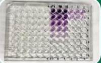 plate assay