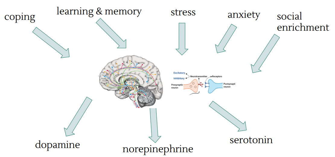 Neuroscience schematic