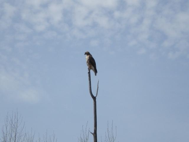 Red Tail in Marsh