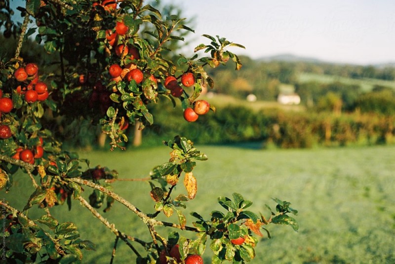 Apple Tree