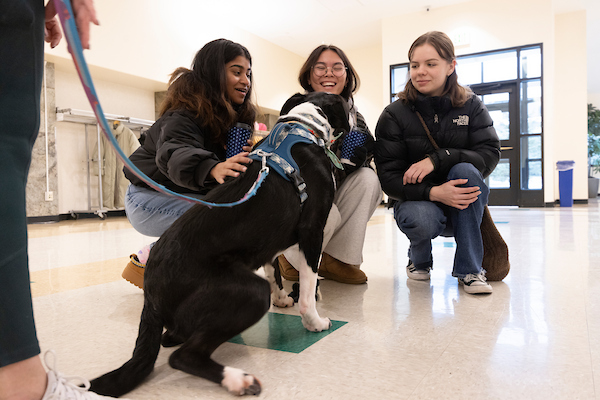 Students petting dogs