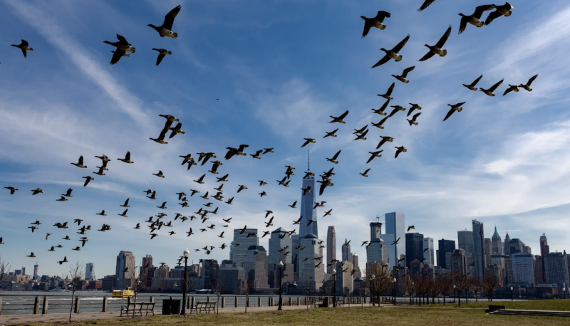 Photo of a large group of birds flying near a city