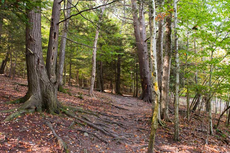 Nature preserve trail