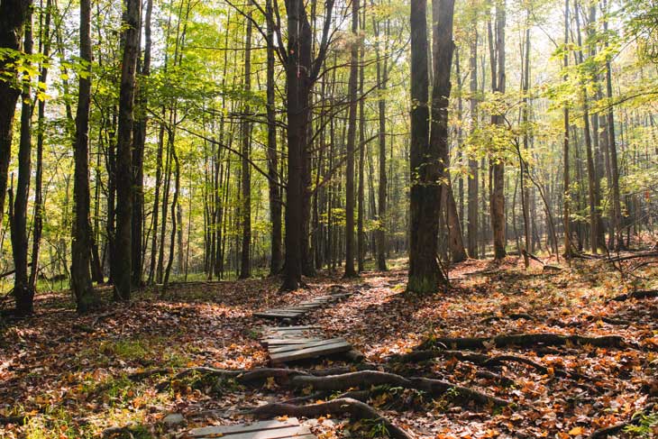 Nature preserve trail