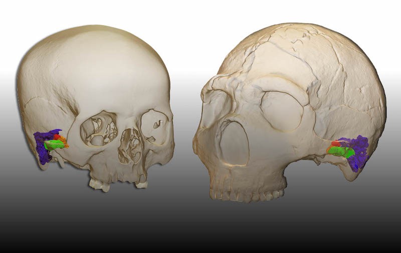 Neanderthal and Modern human cranium