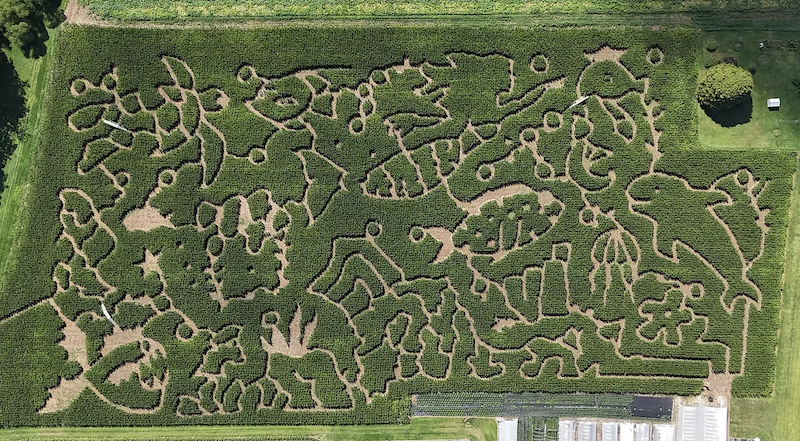 Corn MAiZE 2025 layout