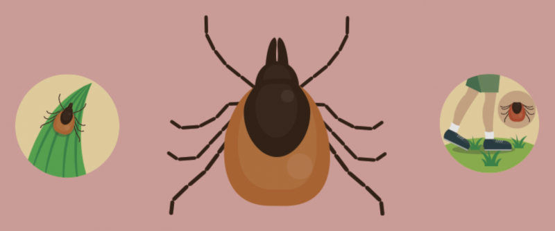 Graphic featuring ticks