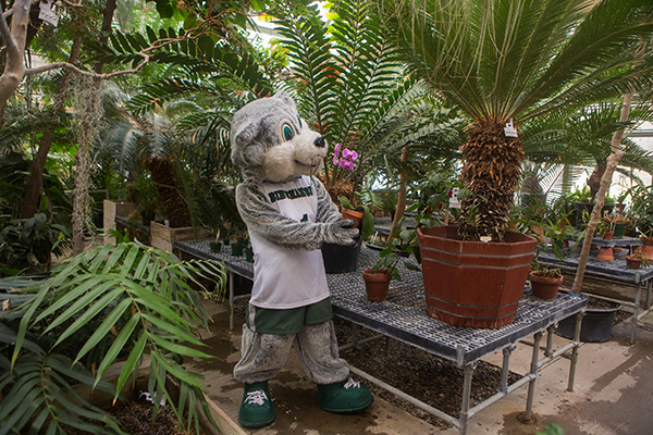 Baxter in the campus greenhouse