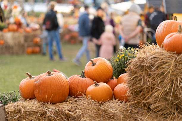 Pumpkins at a farm