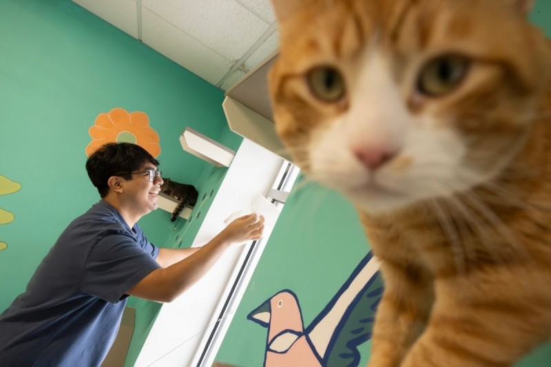 An orange cat gets very close to the camera as a student cleans a room at the Humane Society.