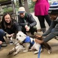 Students petting therapy dogs for a De-Stress event in 2018