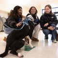 Students petting dogs