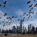 Photo of a large group of birds flying near a city