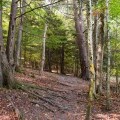 Nature preserve trail