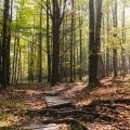 Nature preserve trail