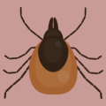 Graphic featuring ticks